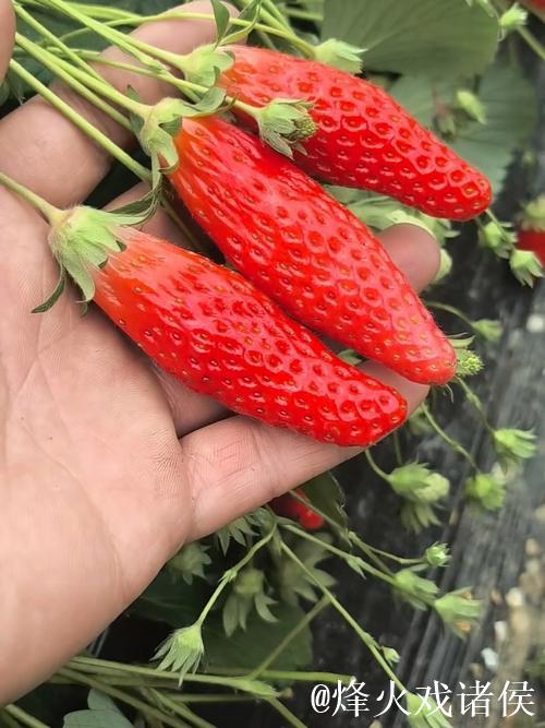 探索荔枝香蕉草莓视频的美味世界 探索荔枝香蕉草莓视频的美味世界